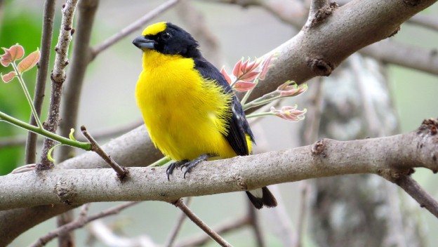 Las aves que «estudian» en la Universidad de Antioquia