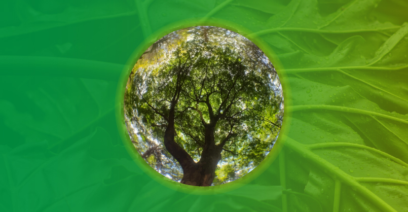 Hablemos de. Laboratorio Vivo de ecología urbana: Cómo las plantas transforman el campus en un ecosistema vivo