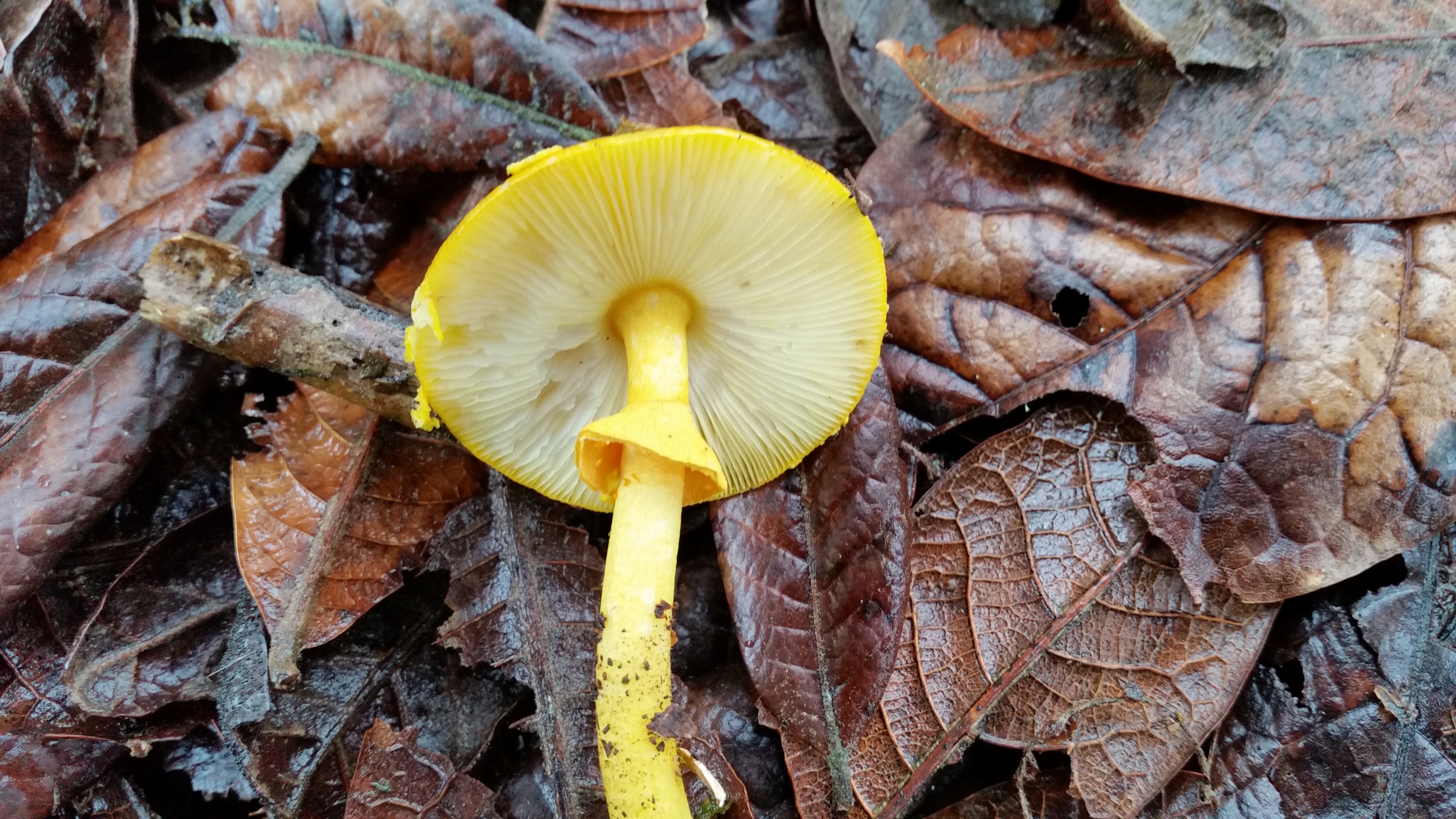 Proyectos y tutorías