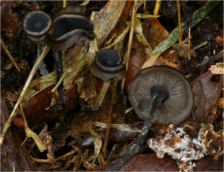 Producción científica