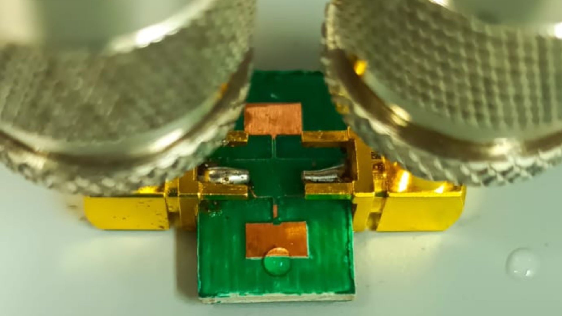 Con investigación genética, estudiante UdeA contribuye a la conservación del tití cabeciblanco