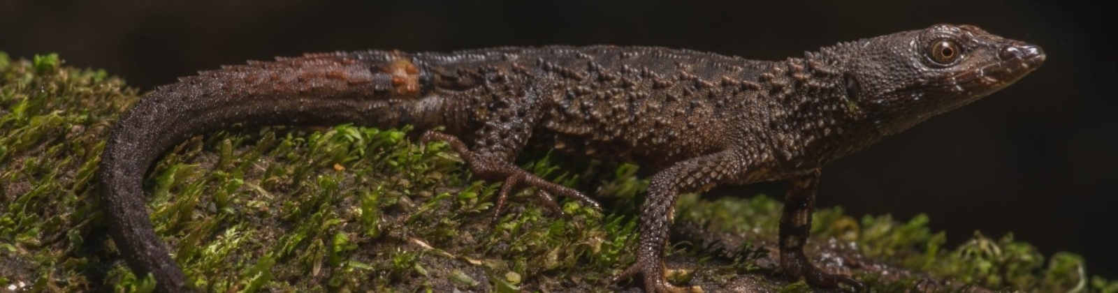 A semi-aquatic lizard and a vibrantly colored moth: new species discovered by UdeA researchers