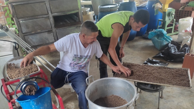 En Mutatá, firmantes de paz aprovechan vísceras de tilapia en producción de alimento para aves