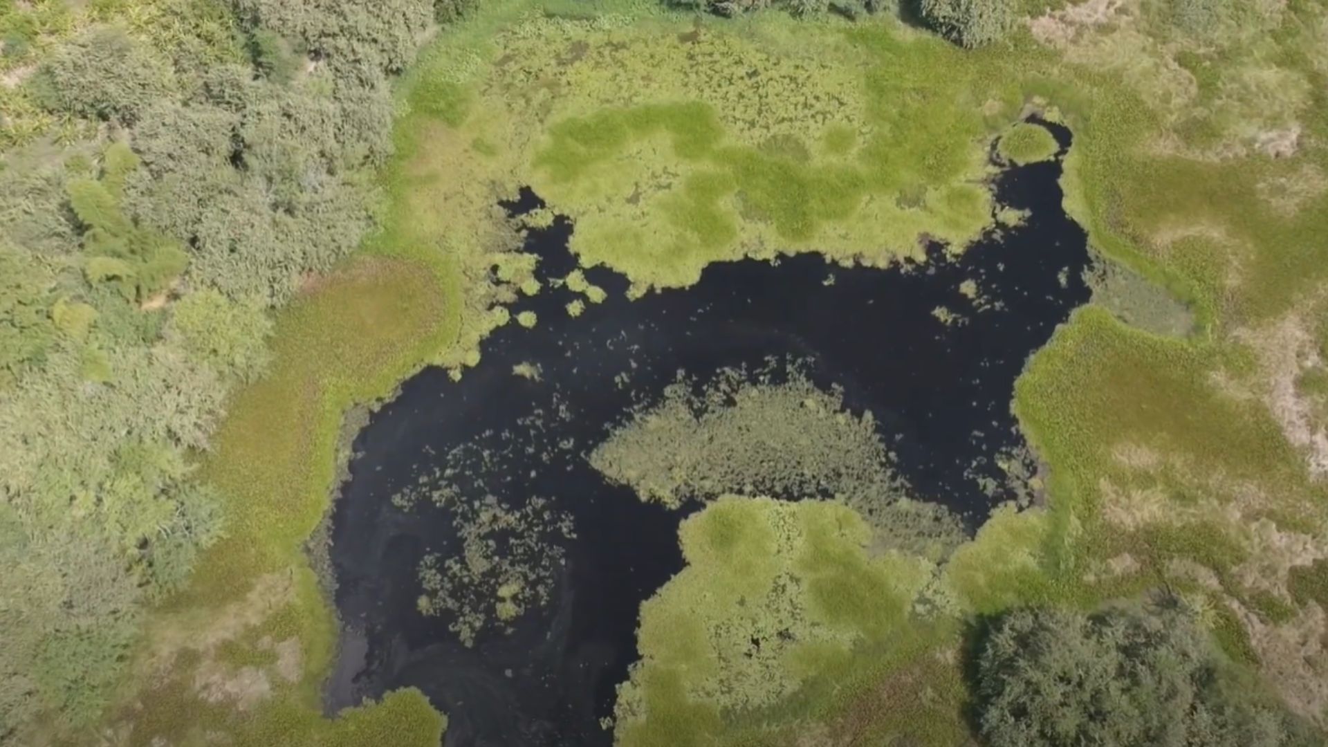 Con investigación genética, estudiante UdeA contribuye a la conservación del tití cabeciblanco