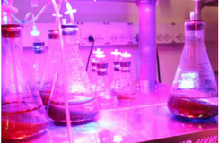 Laboratorio de Biotecnología