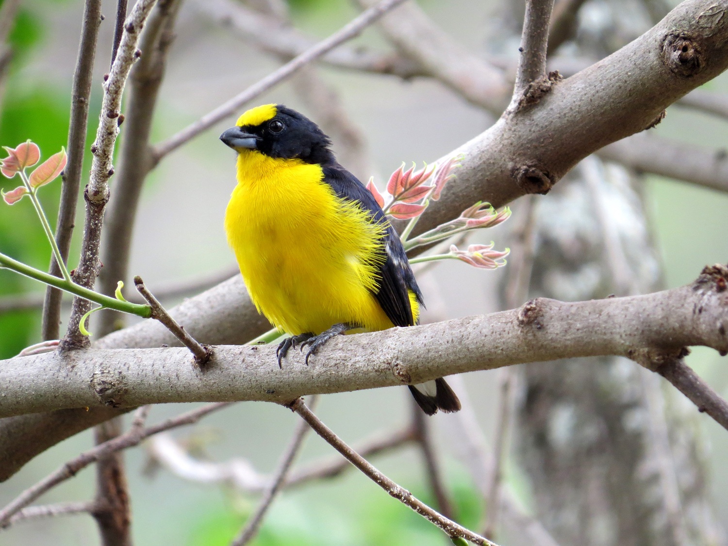 Las aves que «estudian» en la Universidad de Antioquia 
