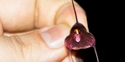 Con investigación genética, estudiante UdeA contribuye a la conservación del tití cabeciblanco