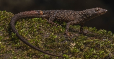 A semi-aquatic lizard and a vibrantly colored moth: new species discovered by UdeA researchers
