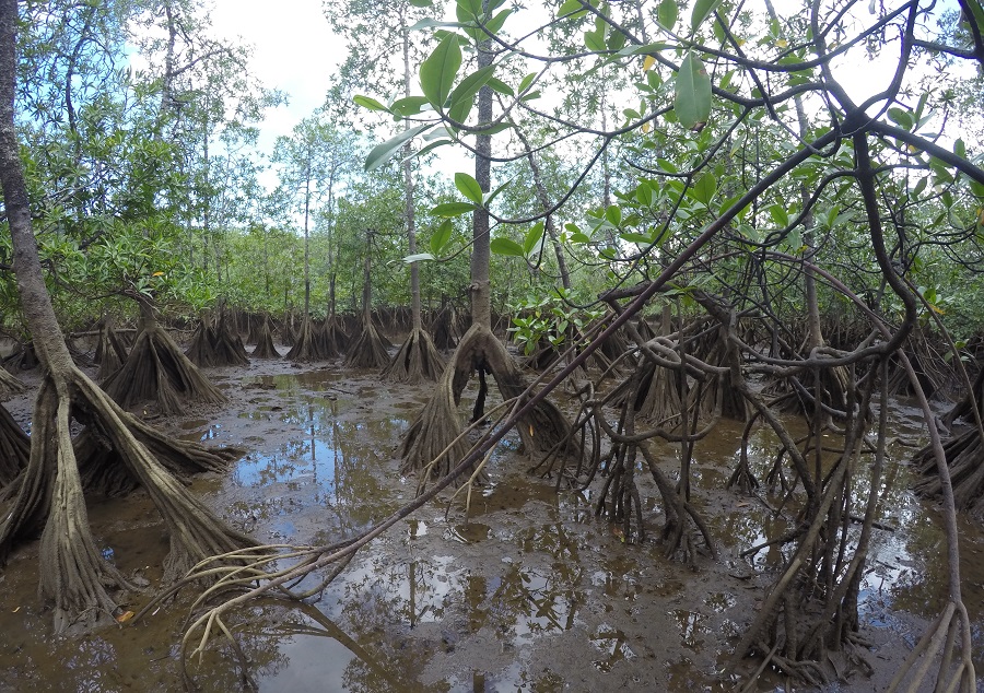 From the Colombian biodiversity: Piñuelo mangrove or Pelliciera rhizophorae in the Utría National Natural Park. It is one of the rare species that grow in our country.
