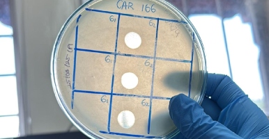 A guide to the insects and fungi of Porce II and Porce III