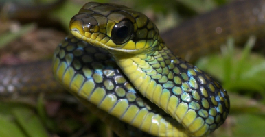 serpiente