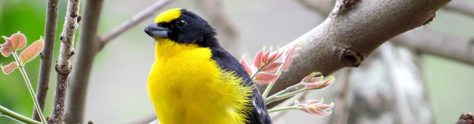 Imagen de pájaro eufonia gorgiamarilla —Euphonia laniirostris—  ubicado en el campues Medellín