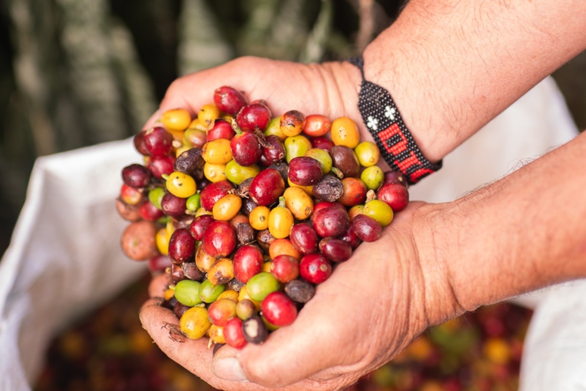 A person holding a handful of coffee beans

Description automatically generated