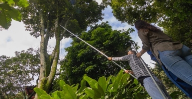 A new tree species was discovered at the UdeA Herbarium
