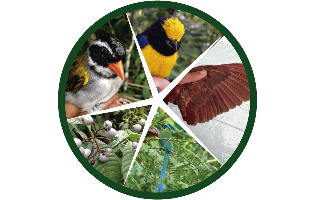 Aves, vertebrados, investigación, ecología, evolución, interacciones, udea, ciencia, 