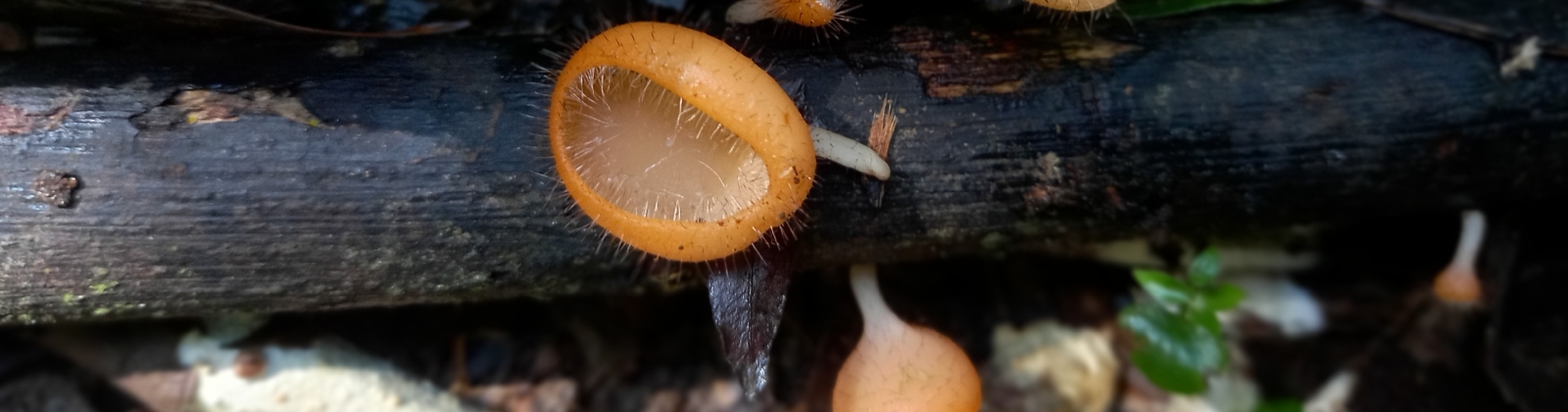 Hongo copa, nombre común de Cookeina sulcipes. Esta especie pertenece a la división Ascomycota, un tipo del reino fungi que se caracteriza por tener una textura coriácea —de cuero— y elástica.